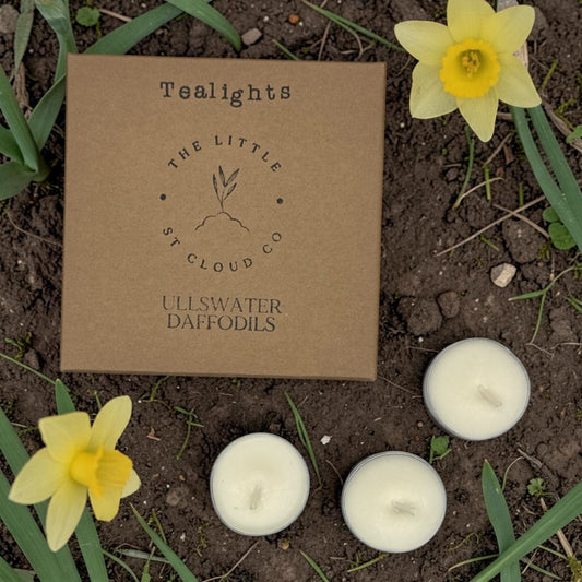 A kraft box of tealights in the scent ullswater daffodils by the little st cloud co on a bed of daffodils
